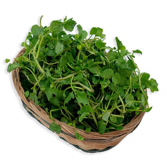 Cải xoong nông trại trồng an toàn